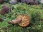 Lemezes tinóru (Phylloporus pelletieri), Zemplén